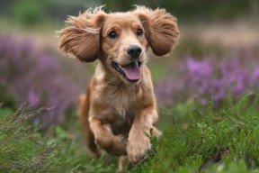 MK在线服务-国足门前处理效率排名评估，国足国门