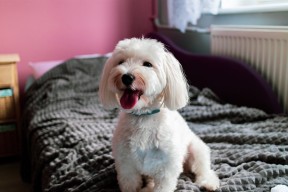 mksports体育-法国混合接力队伍实力不容小觑，法国乒乓球混双队员是谁