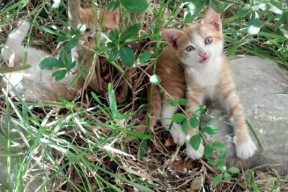 mk体育官网下载-大学生体育课兴趣导向型教学改革策略，体育课兴趣的培养