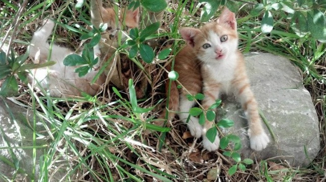 大学生体育课兴趣导向型教学改革策略，体育课兴趣的培养