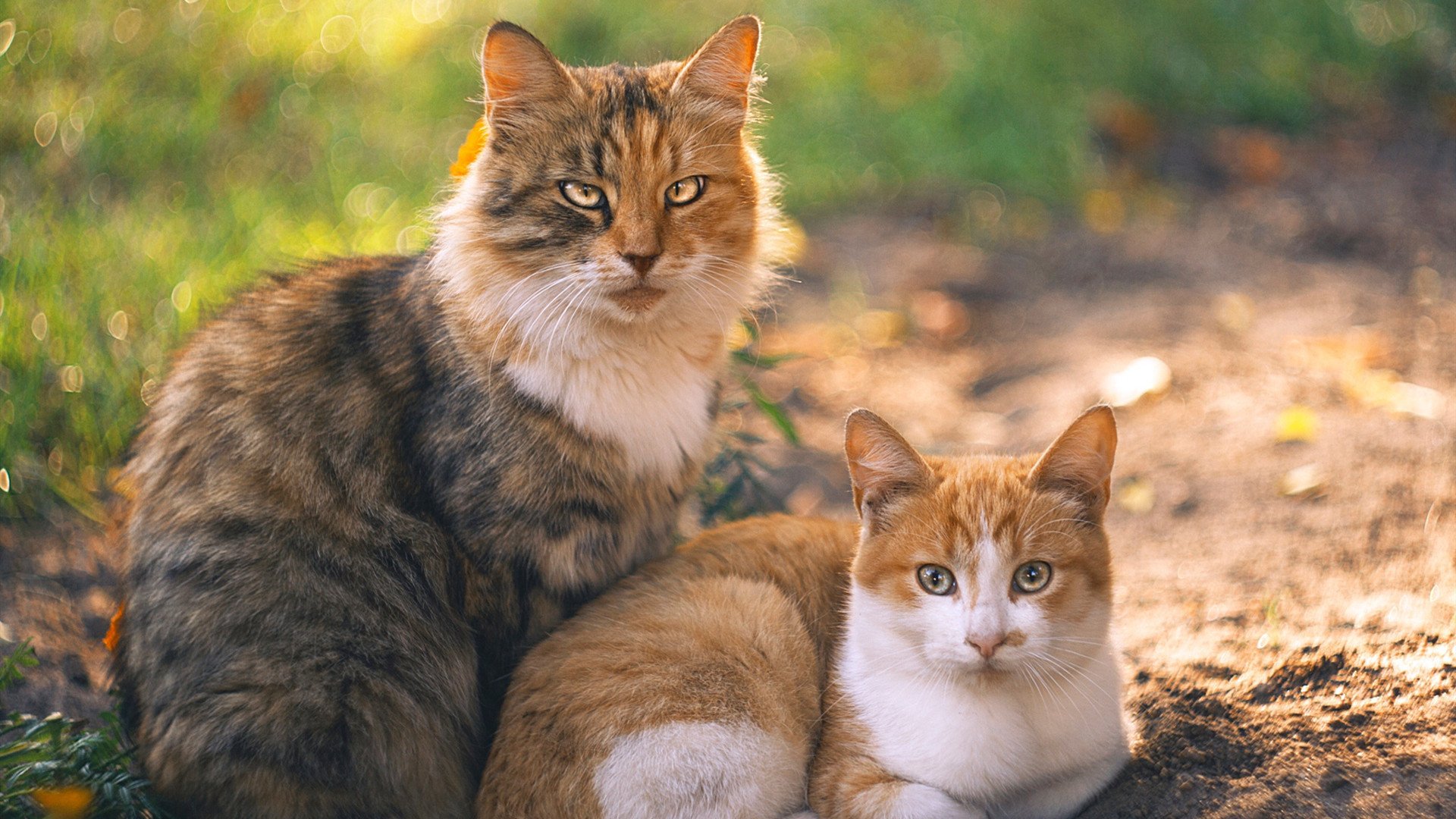 意甲青训营引入心理韧性训练促进球员压力管理，意甲青训规则