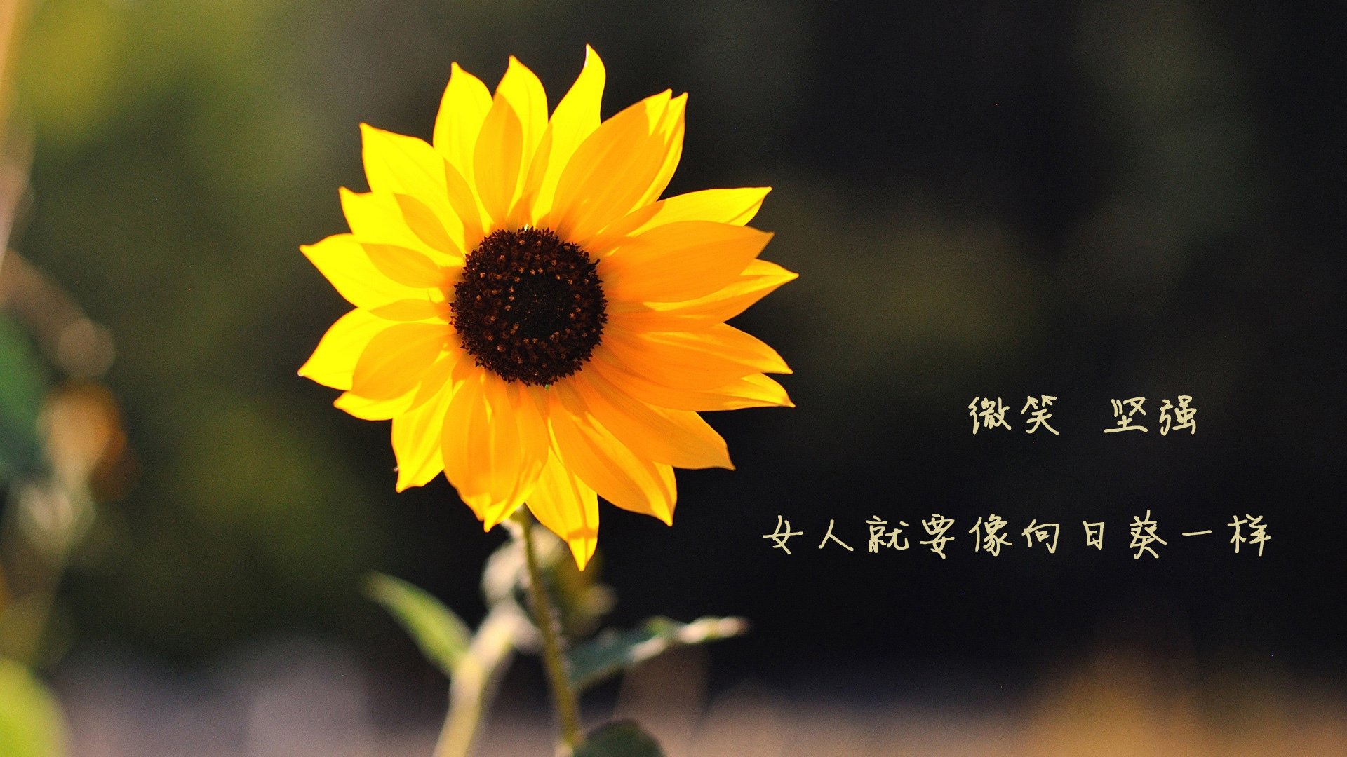 体育纪录片栏目覆盖多语种推进国际传播，经典体育纪录片