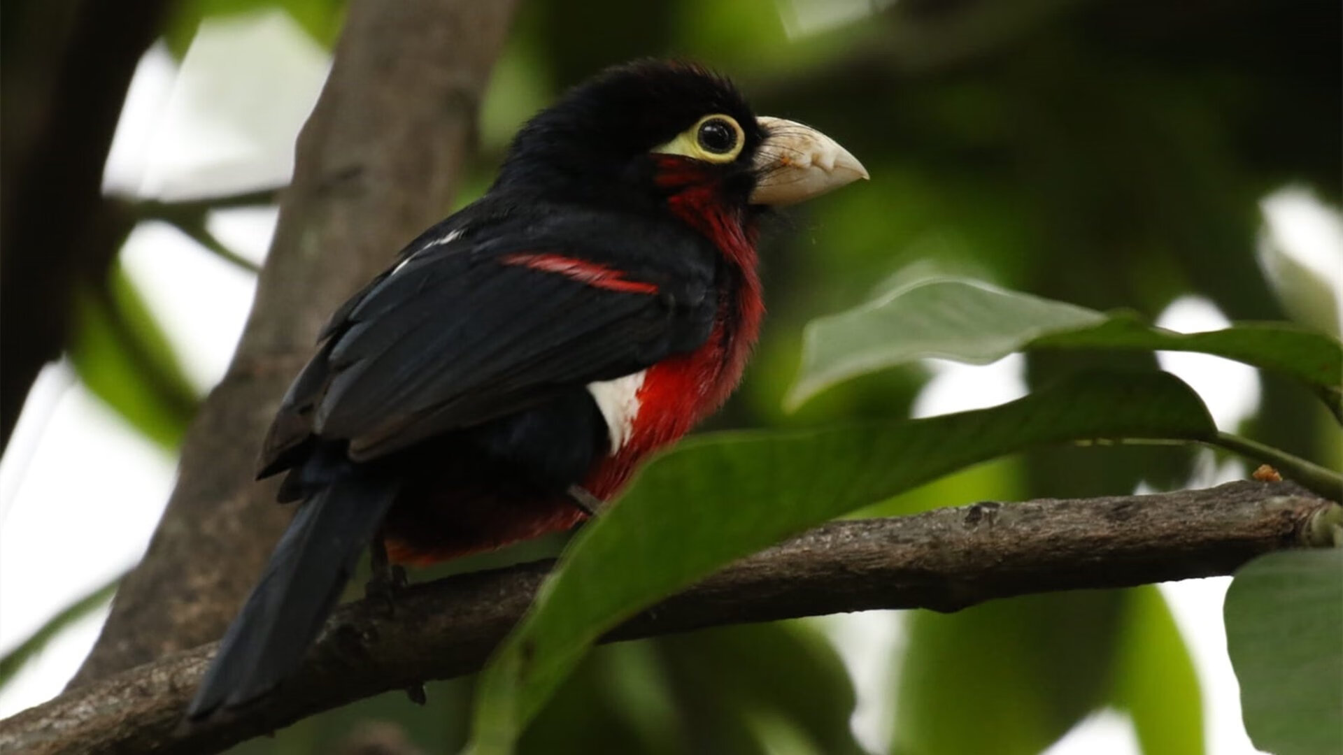 数据揭示:美选手滑行略长但转身略慢,美国滑手nyjah