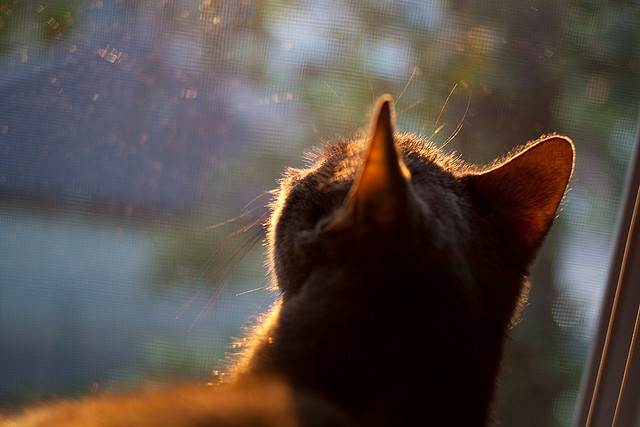 球迷社区：质疑尤文全力出战动机与教练决策，尤文官宣球队新主帅