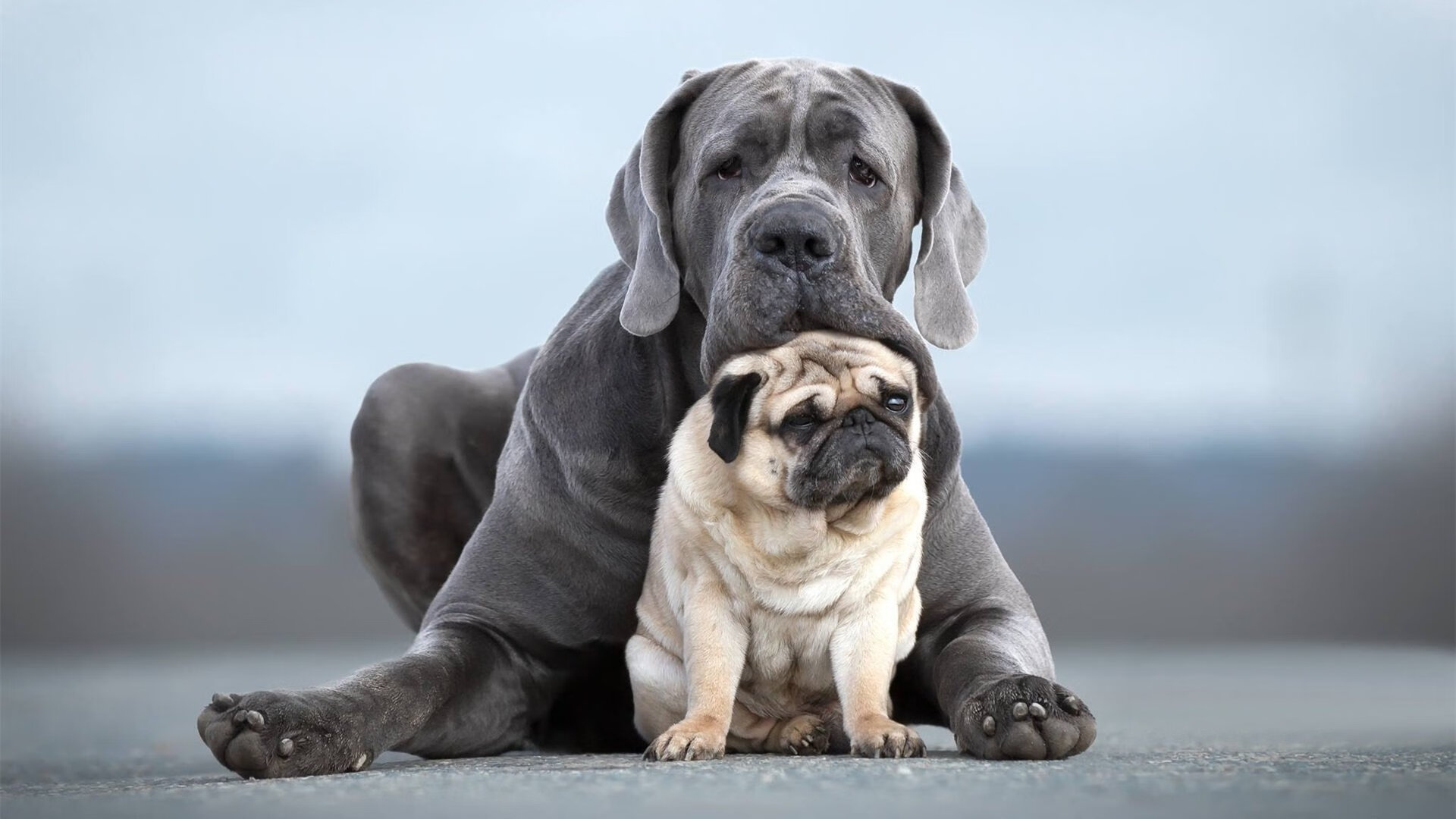 “华金·托比利亚的传球视野与战术执行,为阿根廷美洲狮队打下坚实基础”