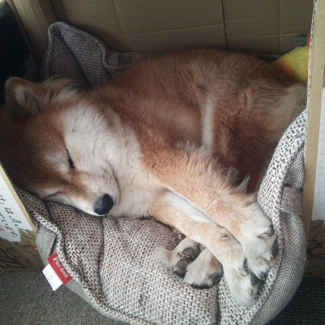 决赛表现回顾:贾瓦迪全力以赴,贾维斯·瓦纳多