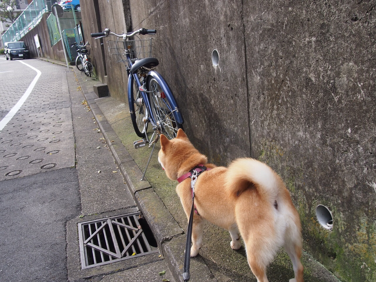 国王将启用数字通行证简化球迷入场流程