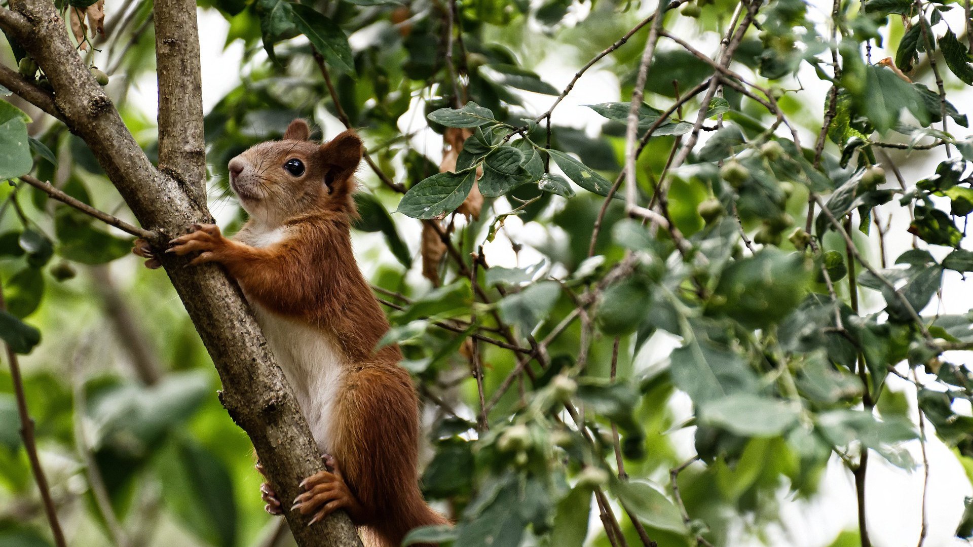新兴足球国家崭露头角,助推全球足球多极发展,足球新星