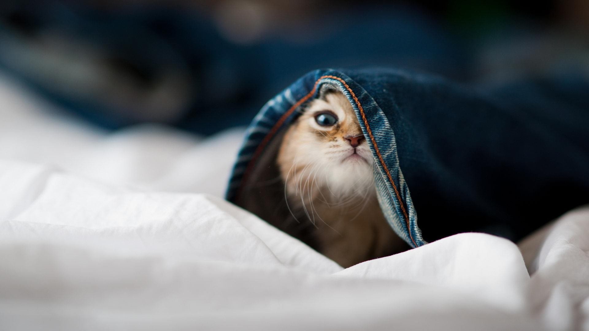 格林伍德的防守稳定性,成袋鼠队后防屏障,格林伍德过人