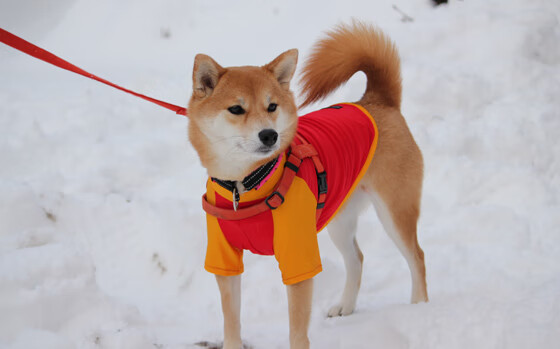 火箭全队在深夜自发加练展现极强求胜欲，火箭今天训练视频